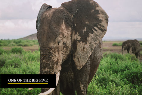 Grandes Migraciones en África - Safaris privados