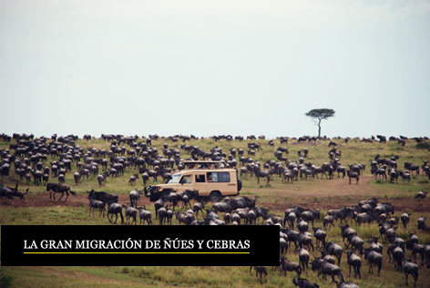 Grandes Migraciones en África - Safaris privados