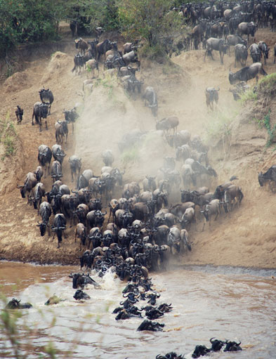 Safari de Luna de Miel en África